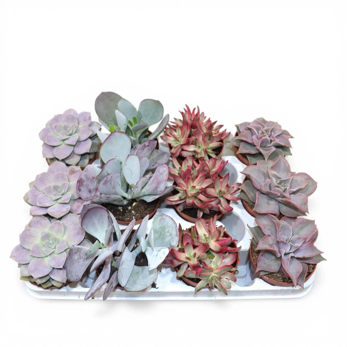 <h4>Natura® - Succulents Love mix (Deluxe)</h4>