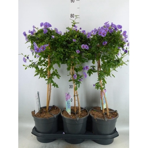 Lycianthes ran. 'Blue Fountain'