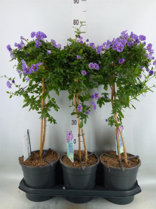 <h4>Lycianthes ran. 'Blue Fountain'</h4>