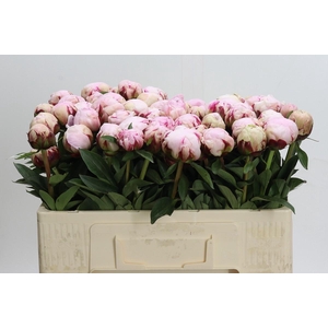 Paeonia Reine Hortense XXL