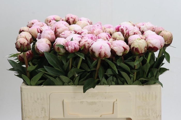 <h4>Paeonia Reine Hortense XXL</h4>