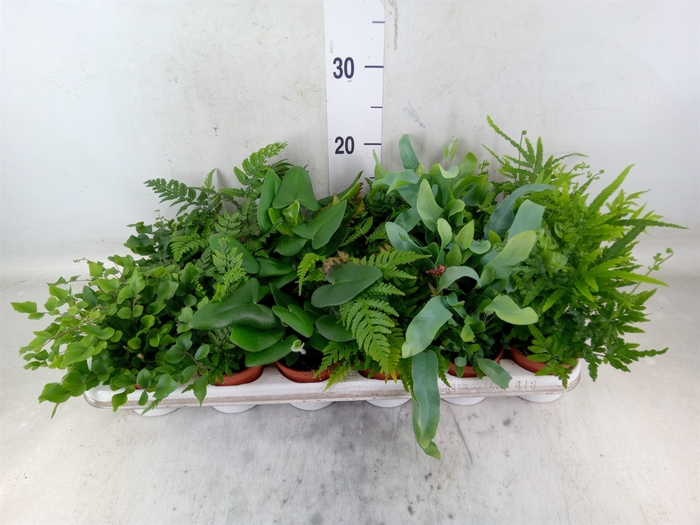 <h4>Ferns   ...mix</h4>