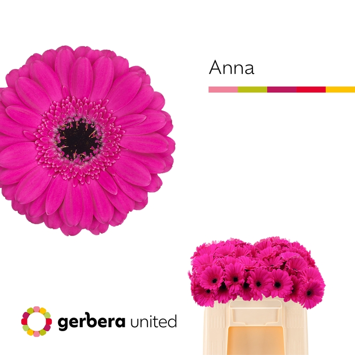 <h4>Germini Anna Water</h4>