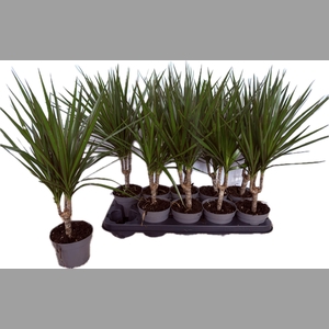 DRA MARGINATA
