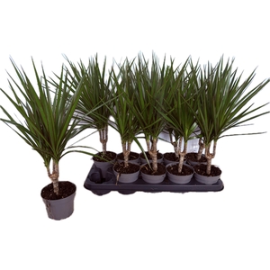 DRA MARGINATA