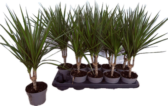 <h4>DRA MARGINATA</h4>