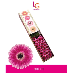 Germini Odette Doos