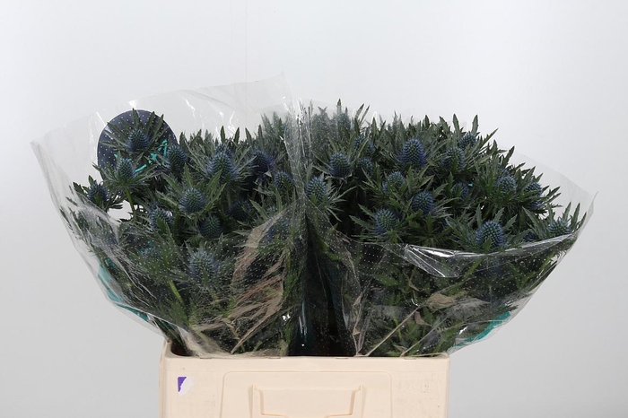 <h4>Eryn Aquarius Qstar</h4>