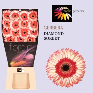 Gerbera Sorbet Diamond