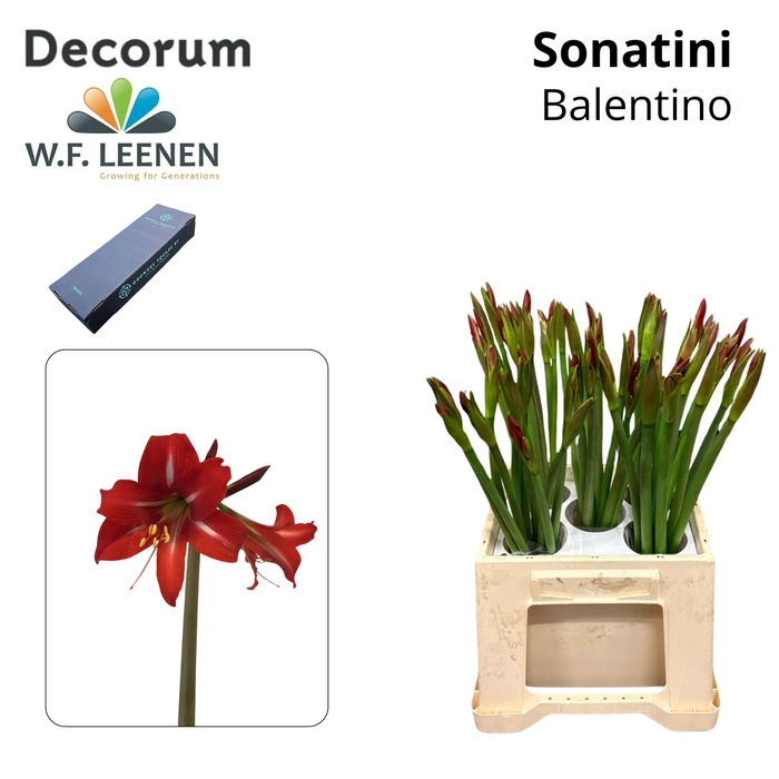 <h4>Sonatini Balentino S Box</h4>