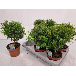 Myrtus Communis 12Ø 30cm