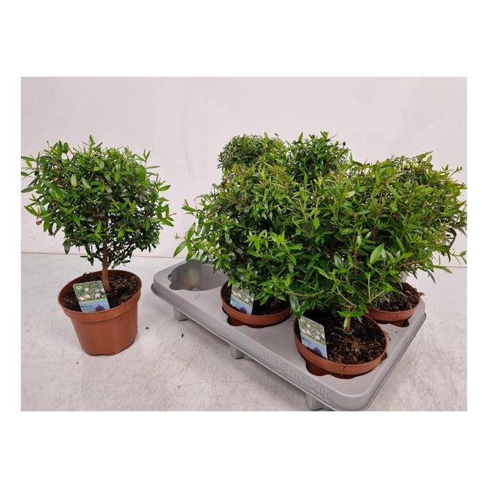 <h4>Myrtus Communis 12Ø 30cm</h4>