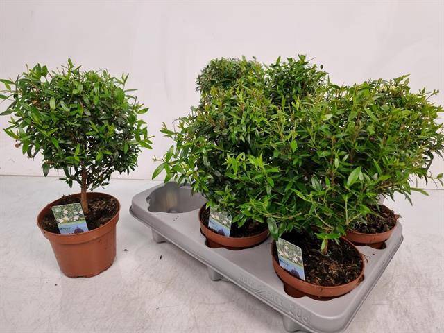 Myrtus Communis 12Ø 30cm