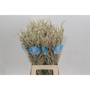 AMAR YEARMING DESERT