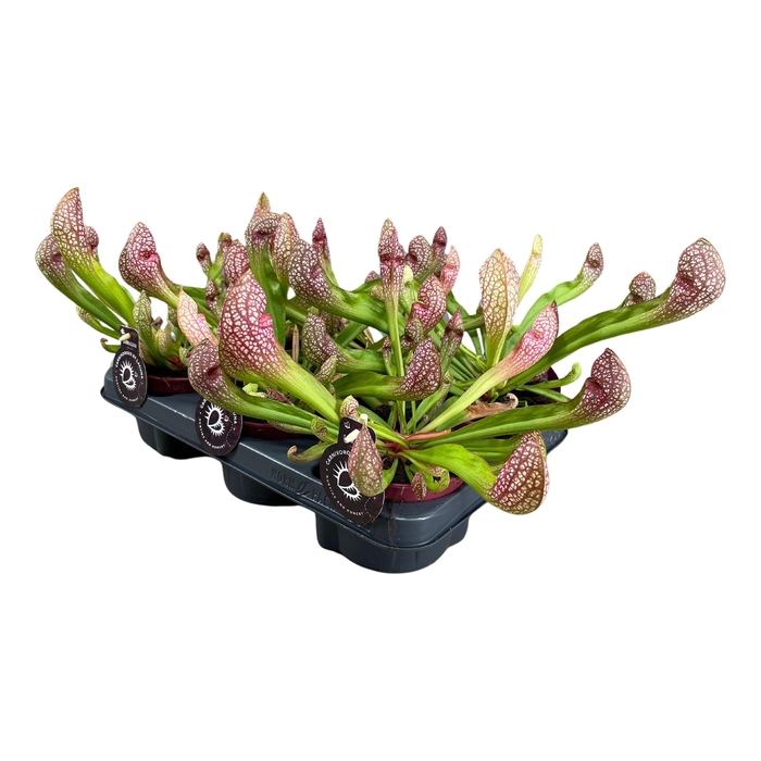 <h4>Sarracenia Scarlet Belle</h4>