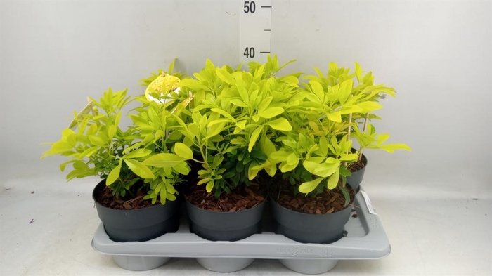 <h4>Choisya ternata</h4>