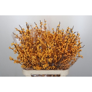 Ilex Golden Verboom