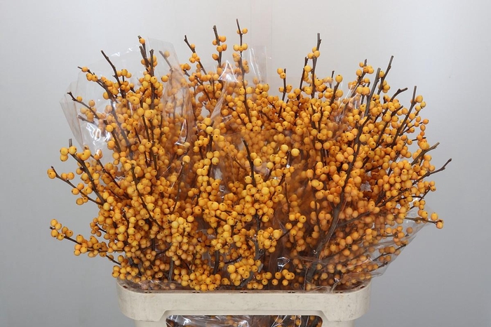 Ilex Golden Verboom