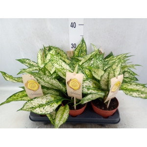 Aglaonema  'First Diamond'