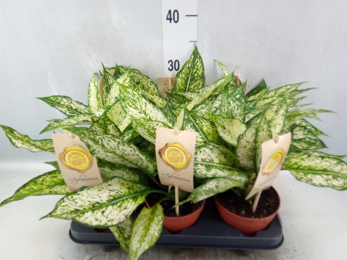 Aglaonema  'First Diamond'