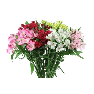 Alstr Asst. Perfection ( Netted )