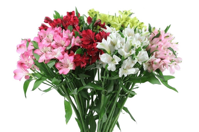 <h4>Alstr Asst. Perfection ( Netted )</h4>