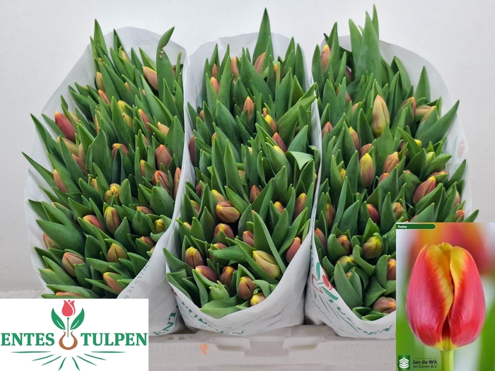 <h4>TU EN REPLAY</h4>