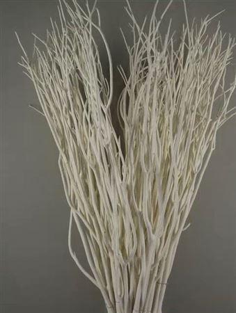 <h4>Mitsumata Col Wit</h4>