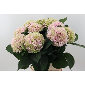 Hydr M Ch Verena Cl 100cm