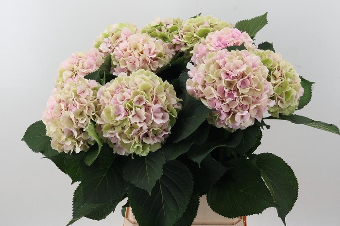<h4>Hydr M Ch Verena Cl 100cm</h4>