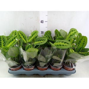 Maranta leuc. 'Lemon'