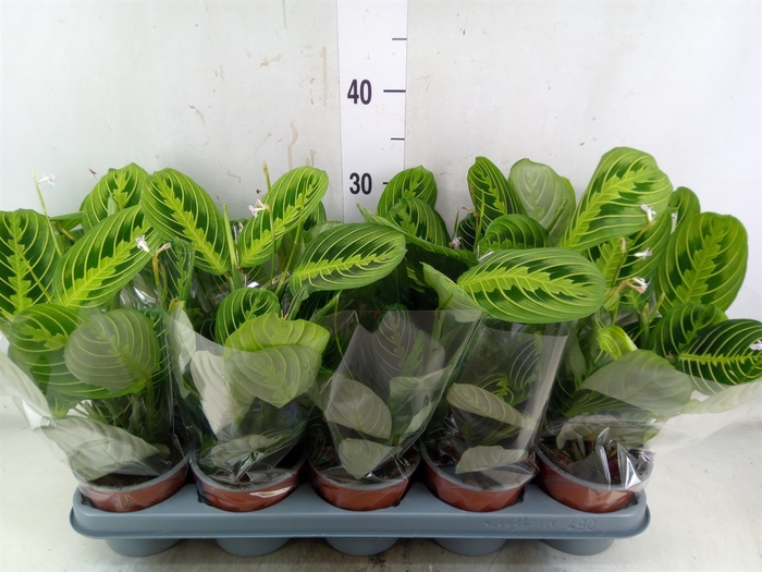 <h4>Maranta leuc. 'Lemon'</h4>