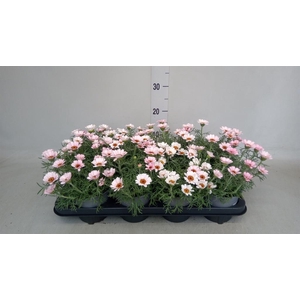 Rhodanthemum hosm. 'Zagora Pink'