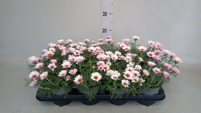 <h4>Rhodanthemum hosm. 'Zagora Pink'</h4>