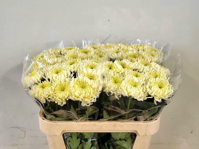 <h4>CHR G BISLET WHITE</h4>