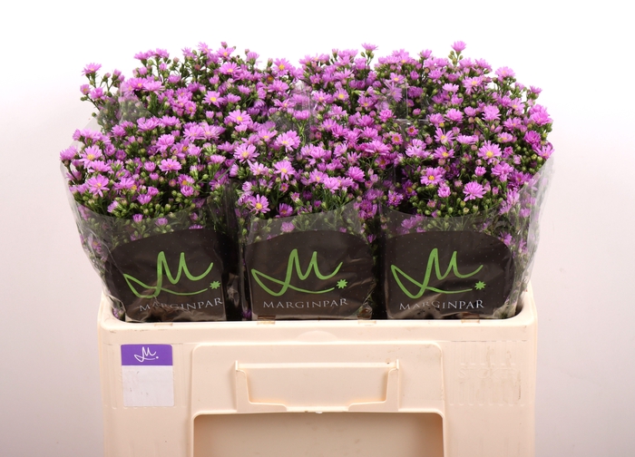 <h4>Ast Teeny Tiny Pink</h4>