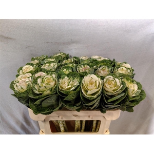 Brassica White Crane