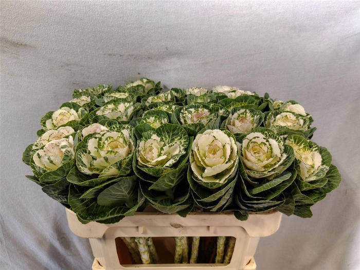 <h4>Brassica White Crane</h4>