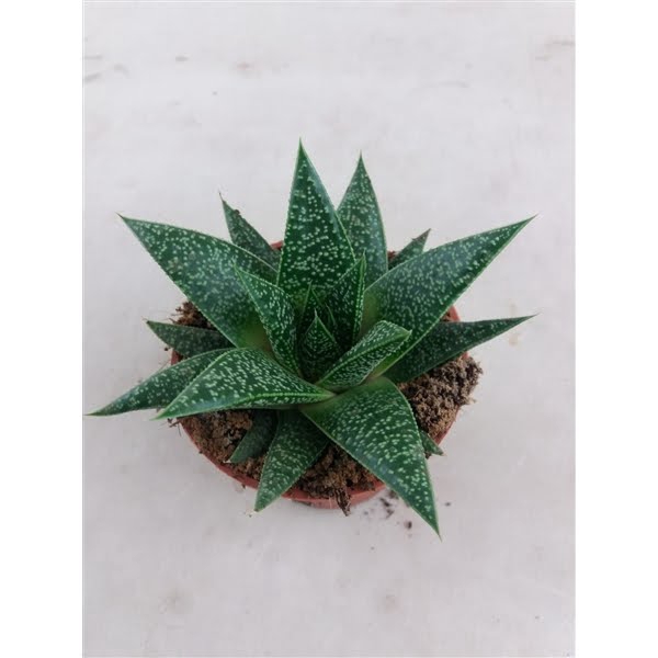 <h4>Gasteria Verrucosa</h4>