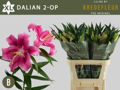 <h4>LI OT DALIAN 2+</h4>