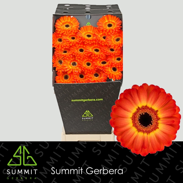 <h4>Germini Flamazing Diamond</h4>