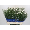 Aster Cassy