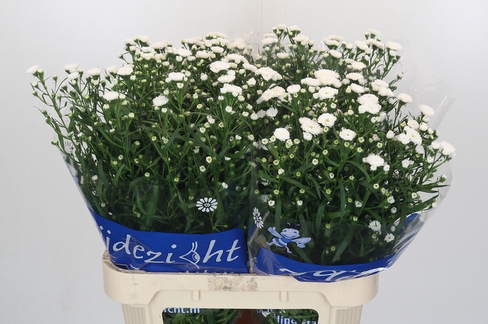 Aster Cassy