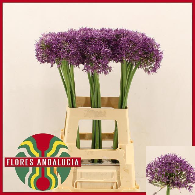 <h4>ALLIUM JACKPOT</h4>