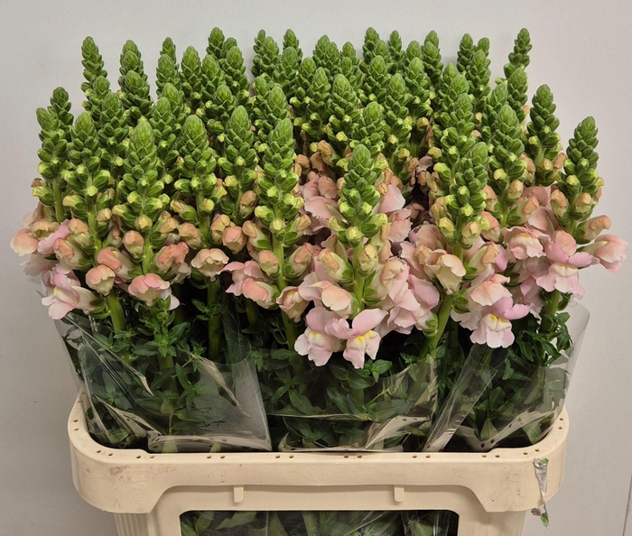 <h4>ANTIR AVIGNON PINK</h4>