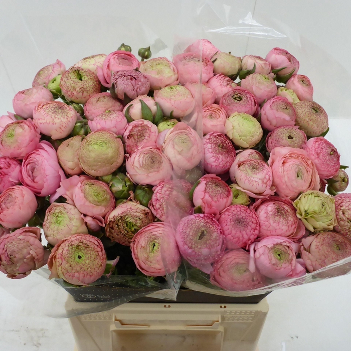 <h4>Ran Azur Pink 106</h4>