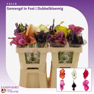 Calla Gemengd In Fust | Dubbelbloemig