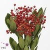 Heteromeles Arbu Bs