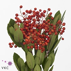 Heteromeles Arbu Bs