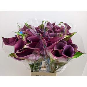 Calla Promise | Dubbelbloemig